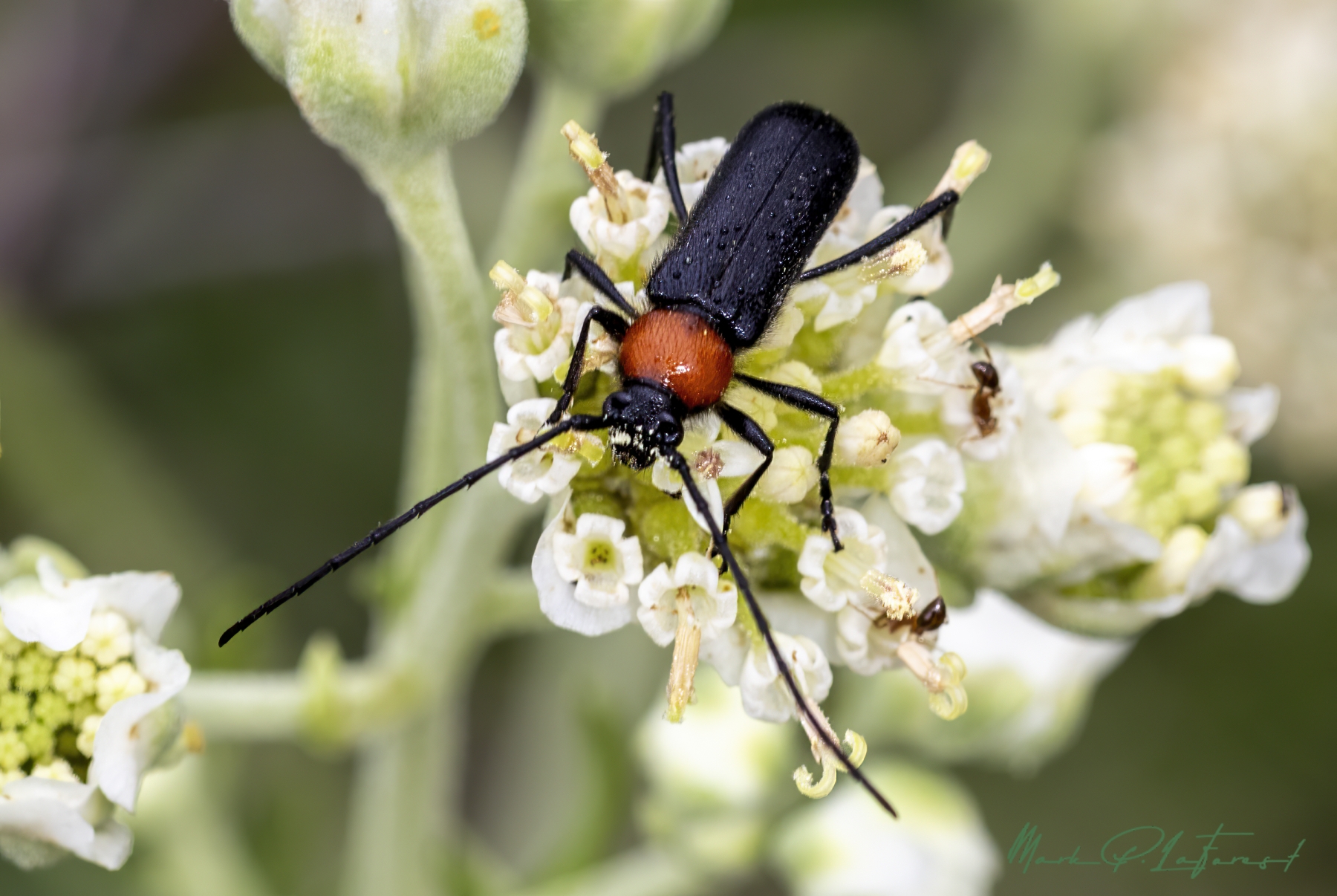 /gallery/north_america/USA/Texas/ladybird wc/Beetle March 2025-001_med.jpg